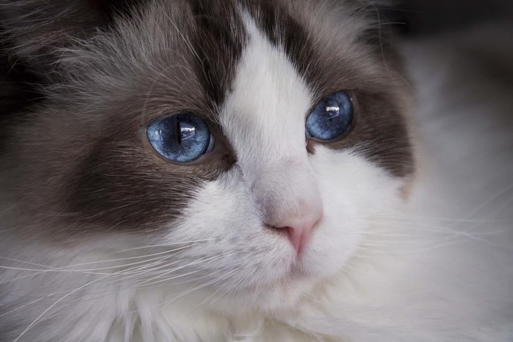 Ragdoll cat close-up