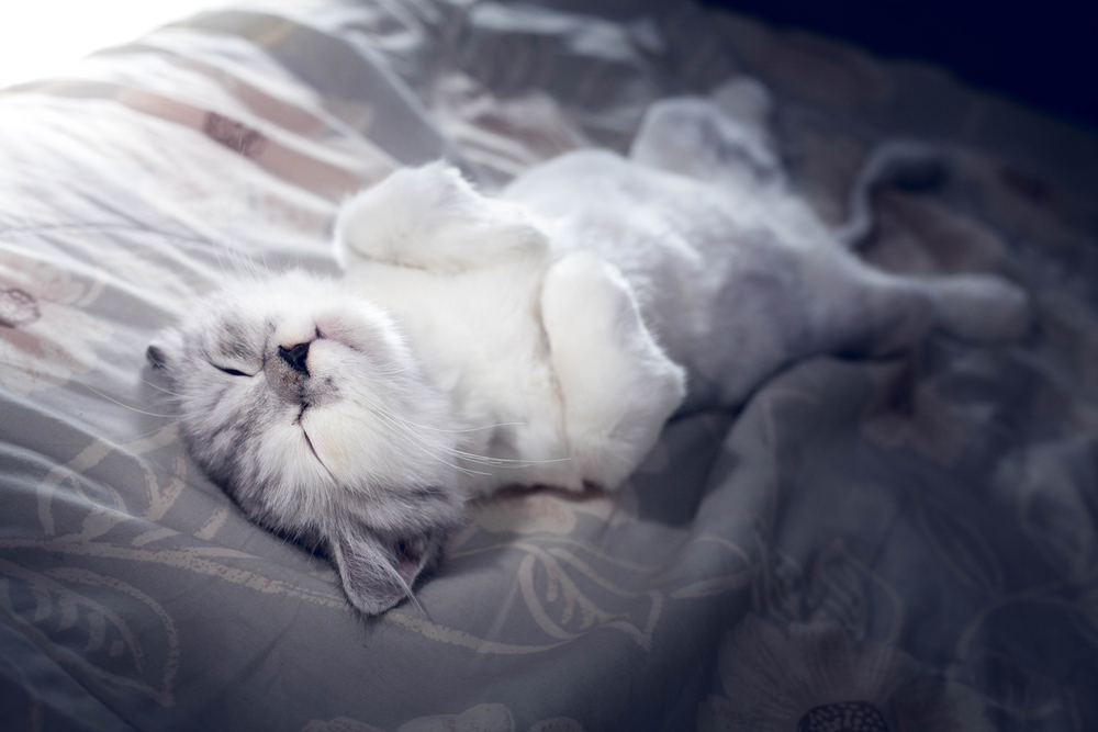  white Persia cat is sleeping 