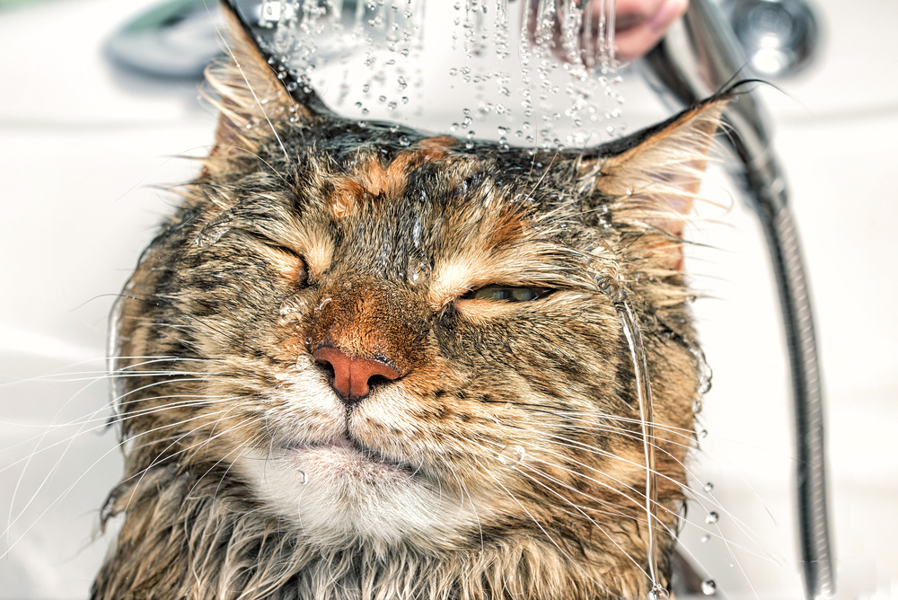 Cat bath. Wet cat. Girl washes cat
