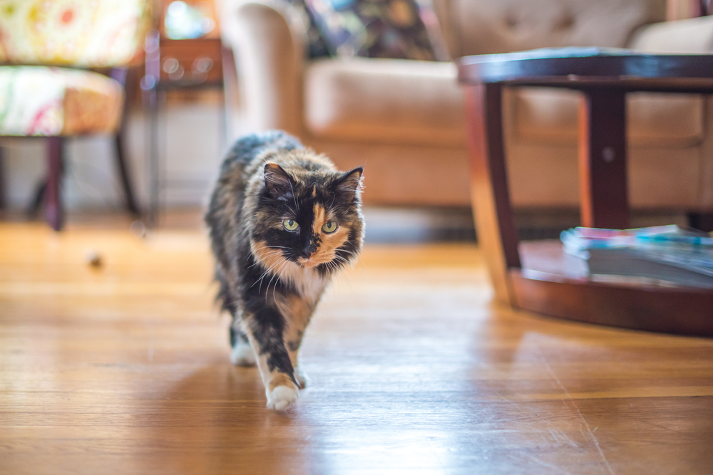 Confident and beautiful tortoiseshell cat, indoors, walks toward the camera, as if on a hunt. The cat wants to play and is hoping to find one of her toys.