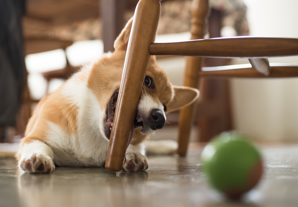 家具を噛む子犬