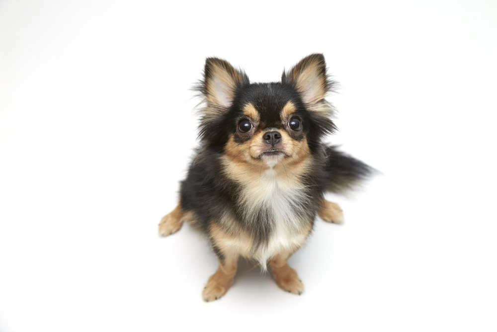 black and tan cream long coated Chihuahua isolated sitting looking up isolated over white background  selective focus