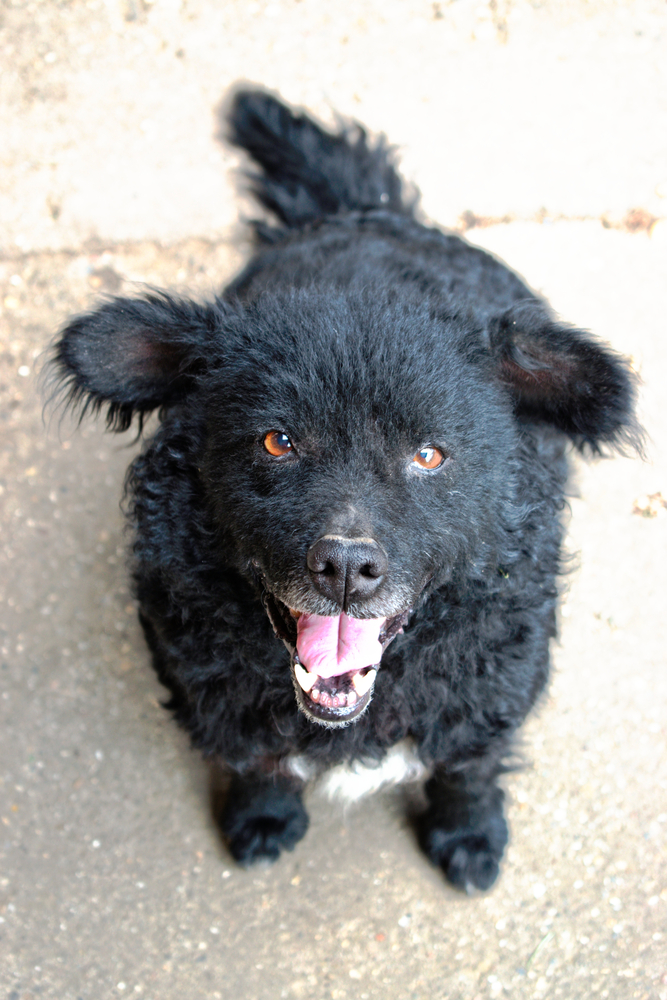 Closeup of a happy black sheepdog