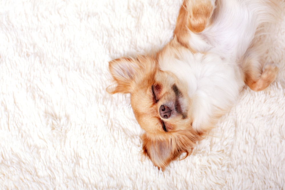Cute ginger chihuahua a sleep on a white carpet