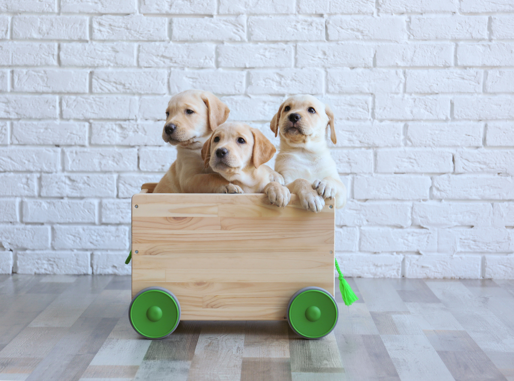 Cute labrador retriever puppies with wooden cart at home