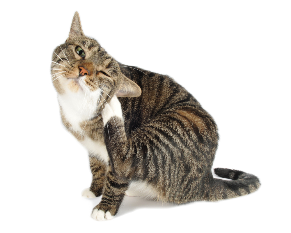Domestic cat scratching isolated on white background
