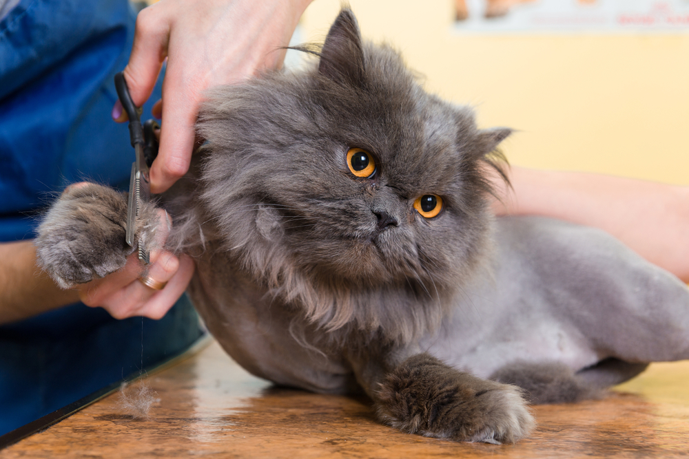 猫が美容院にいってトリミングした場合にかかる料金は？行く頻度についても教えます。
