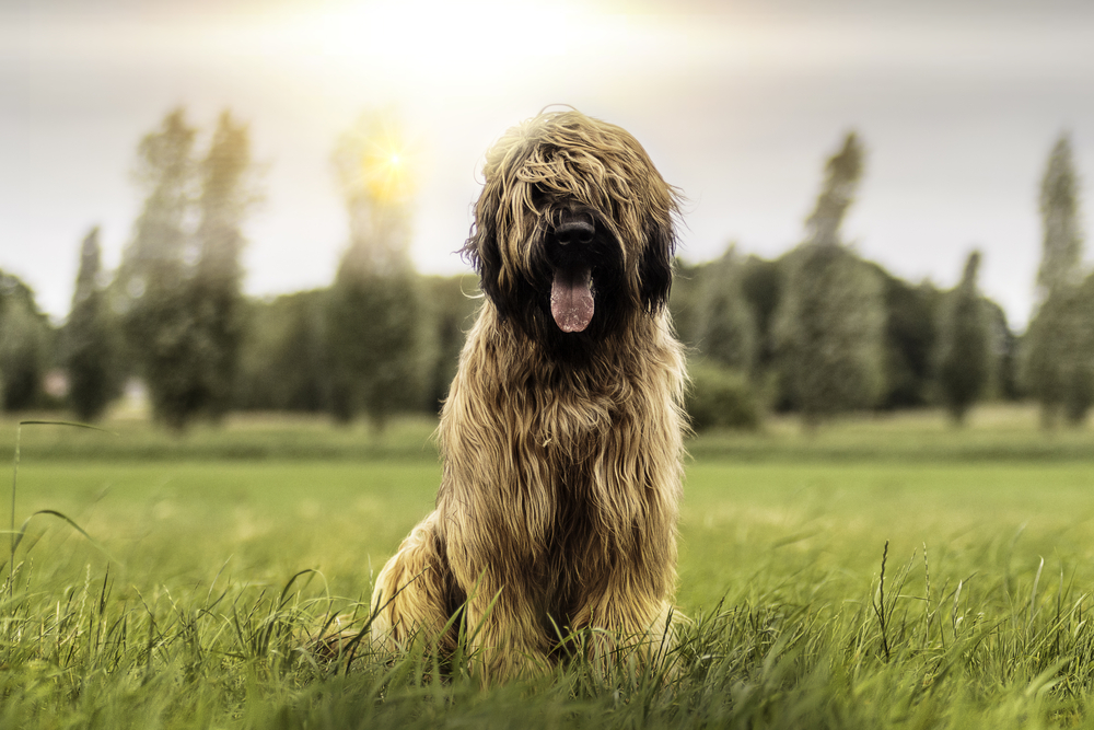 Nine month old Briard dog sits in the grass!