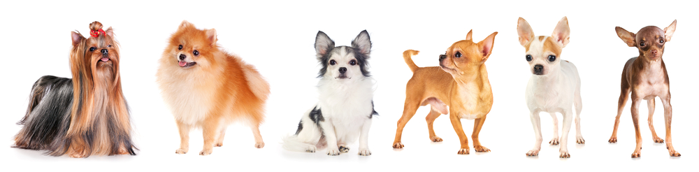 色々な種類の小型犬
