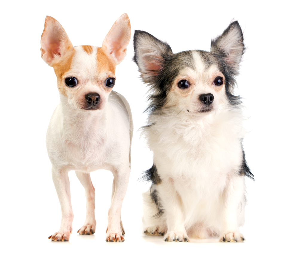 Two chihuahua isolated on a white background