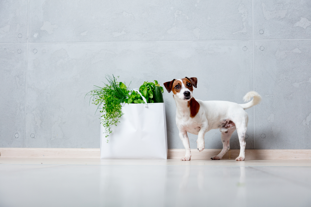 子犬と観葉植物