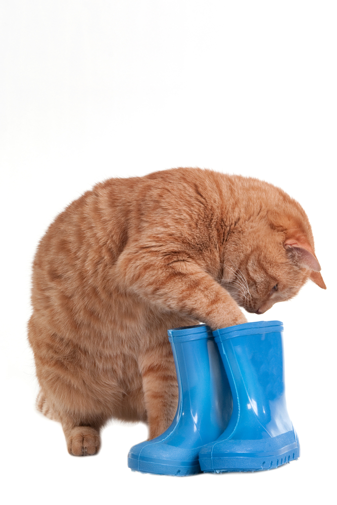Cat is searching for hidden toys into blue wellingtons boots isolated