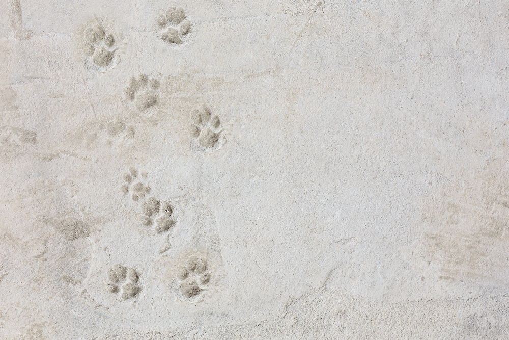 砂浜の上に残っている犬の足跡