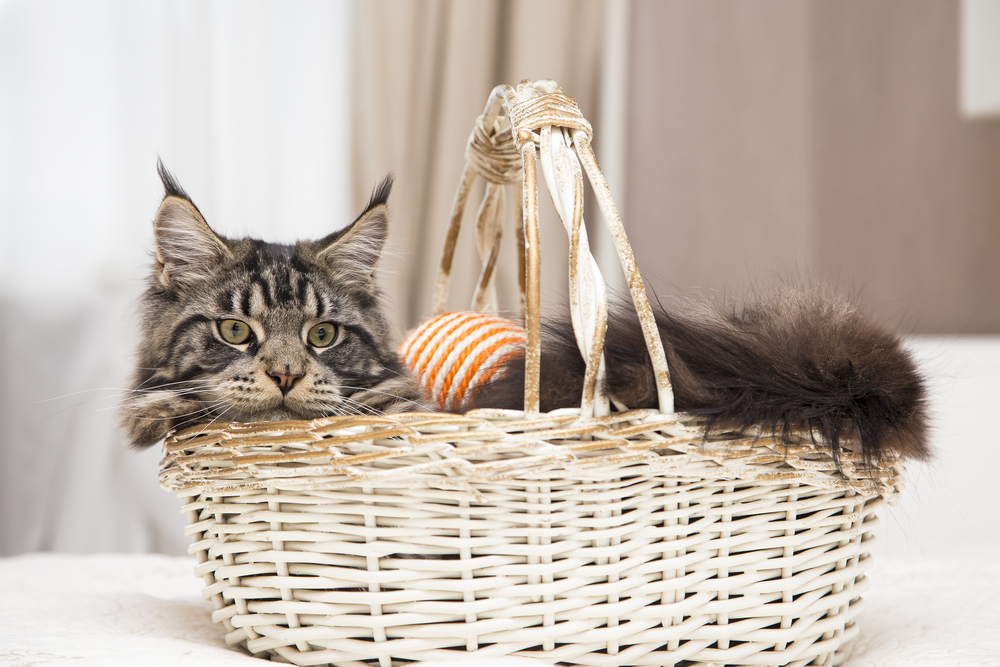 Maine Coon sits in a basket with a toy. Horizontally.