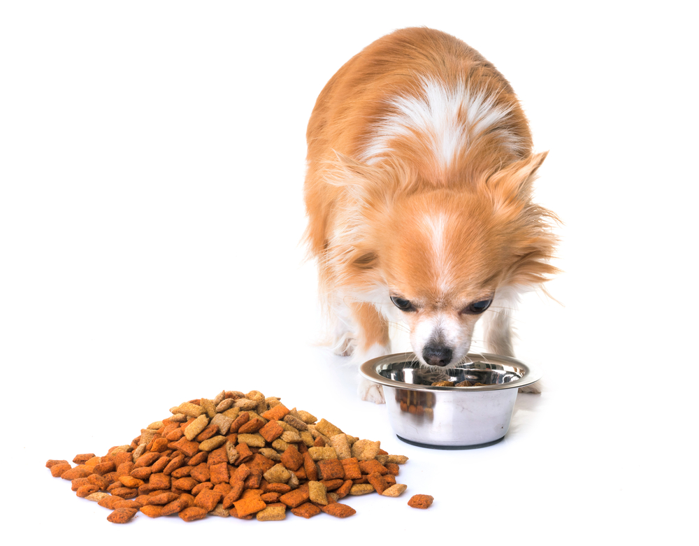 purebred chihuahua eating in front of white background