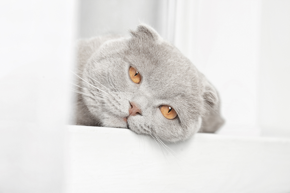 Scottish fold cat lying on windowsill behind curtain