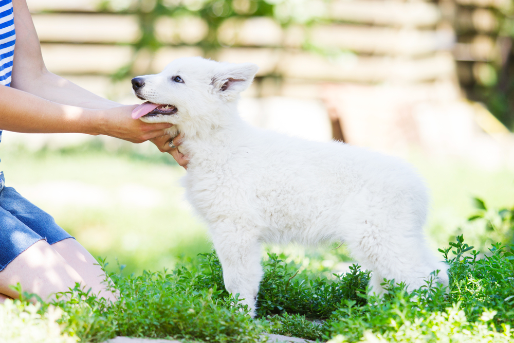 Puppy white shepherd dogs outdoors
