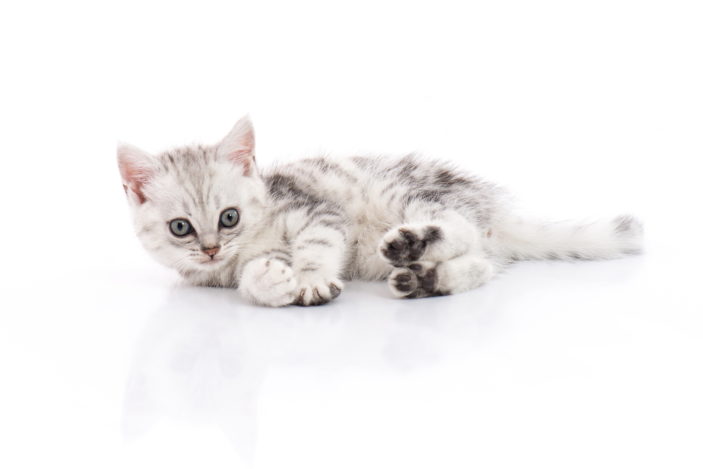 Cute American Shorthair kitten on white background isolated