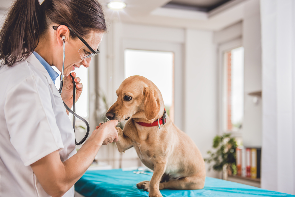 愛犬の健康管理はしっかりと！熱が出ているときの対処法もご紹介！