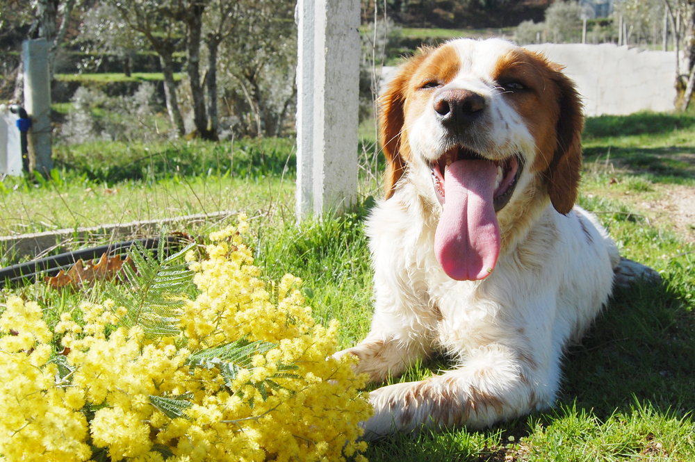Epagneul Breton, spaniel breton, Brittany Spaniel, Bretonischer Spaniel / hunting dog lies on the grass with mimosa.