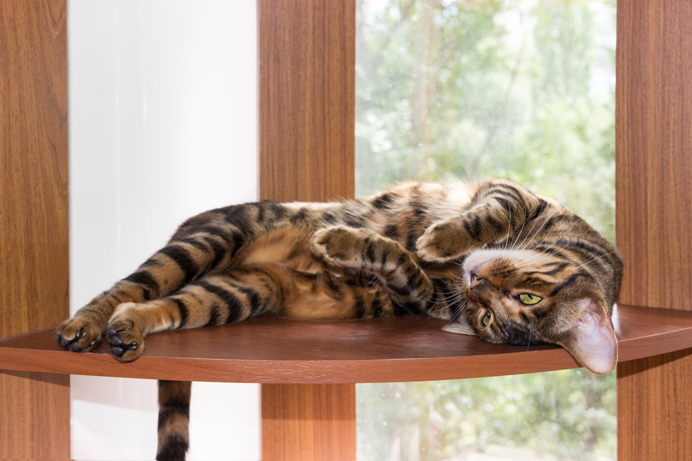 Cat breed Toyger resting on wooden shelf near window on summer day.