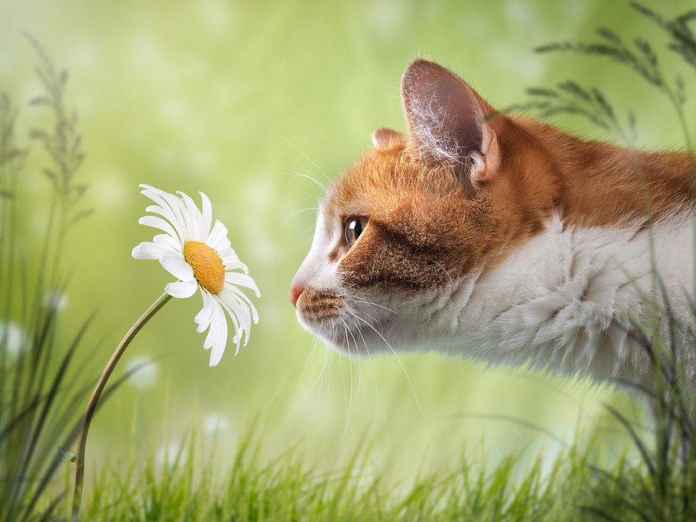 猫がいい匂いがするのはなぜ？いい匂いの理由や体の部位別の違いとは