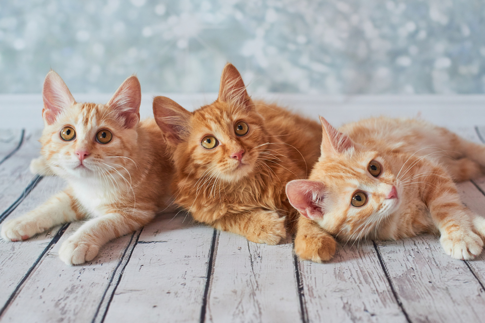 A photo of funny red american bobtail cats three monthes old on blured background
