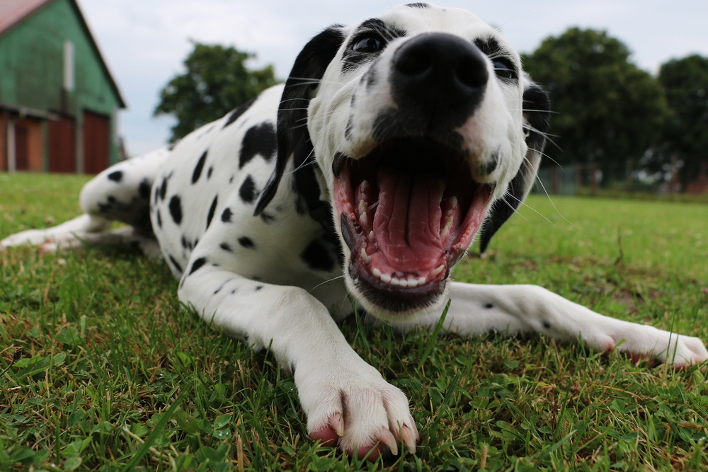 happy dalmatian puppy is lying in the garden