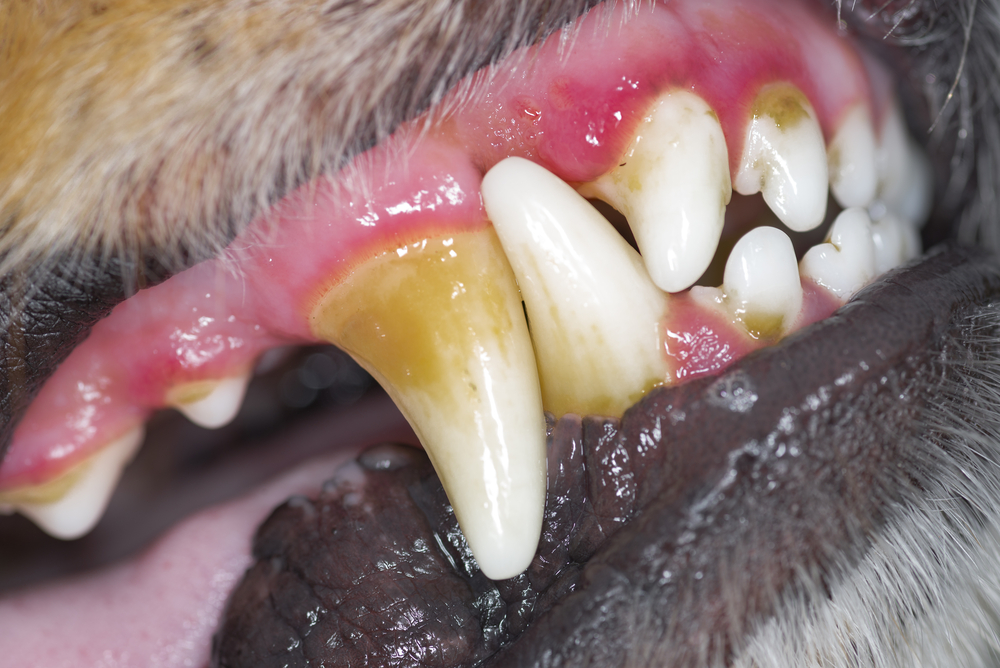 Disease of teeth in dogs, plaque of a tooth stone