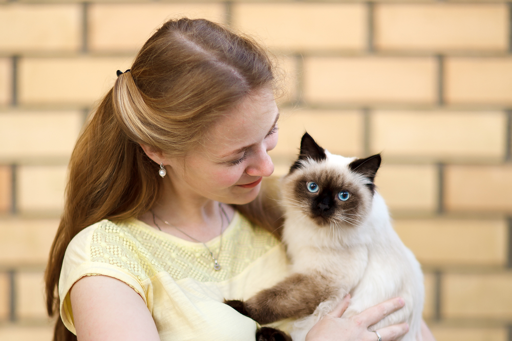 A charming long-haired girl is holding a fluffy blue-eyed cat. It looks like a sacred Burma (Burmese cat), Thai cat, Siberian or Neva Masquerade. The girl smiles sincerely.