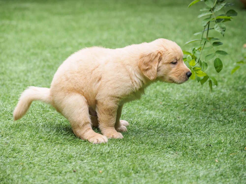 A cute Golden Retriever puppy pooping