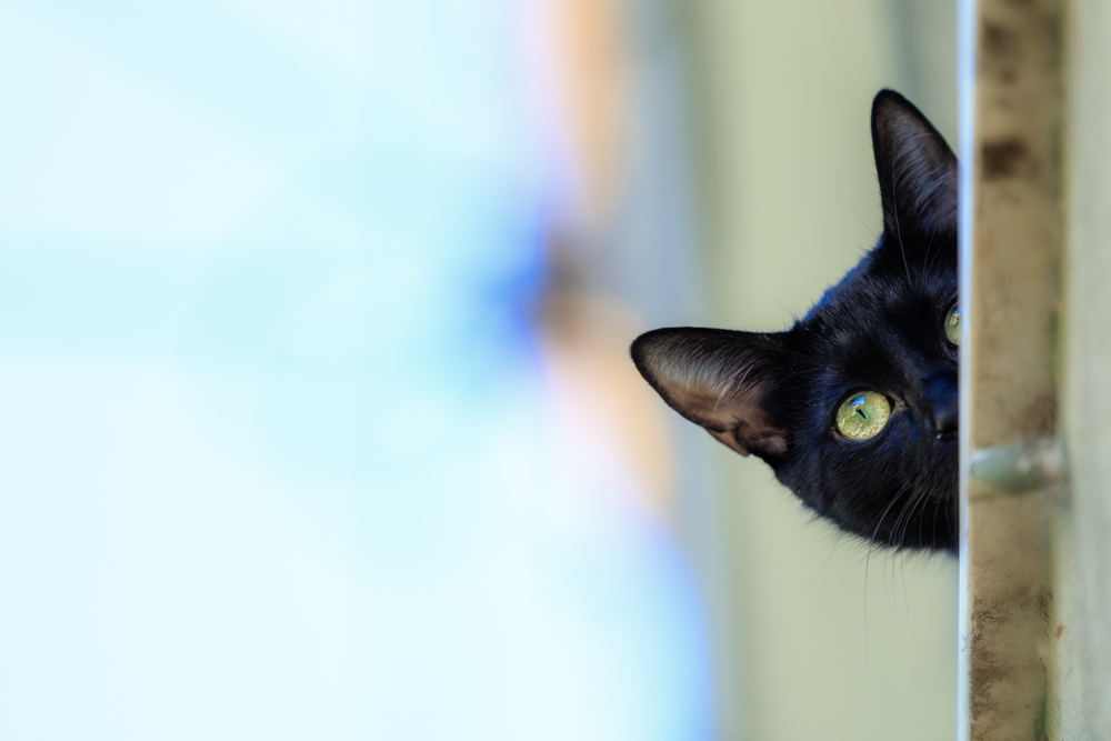 black cat is a domestic cat with black fur that may be a mixed or specific breed. The Cat   recognizes 22 cat breeds that can come with solid black coats. The Bombay breed is exclusively black. 