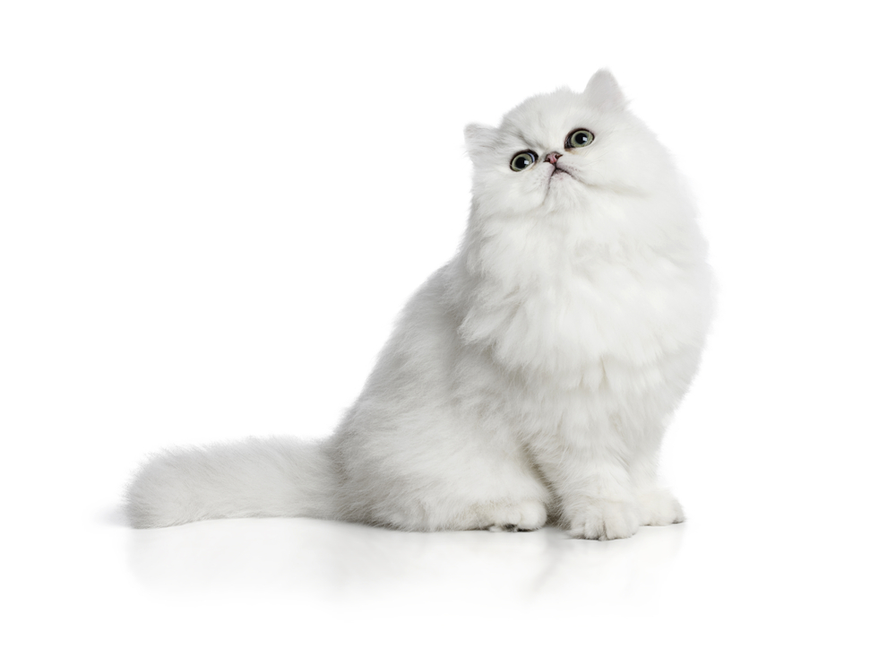 ふわふわの白い猫