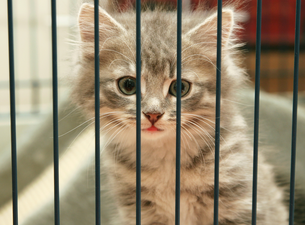 Homeless animals. Kitten looking out from behind the bars of his cage