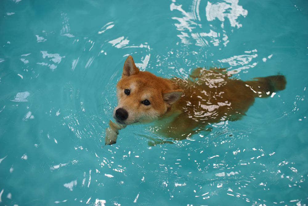 Shiba Dog swimming in pool.