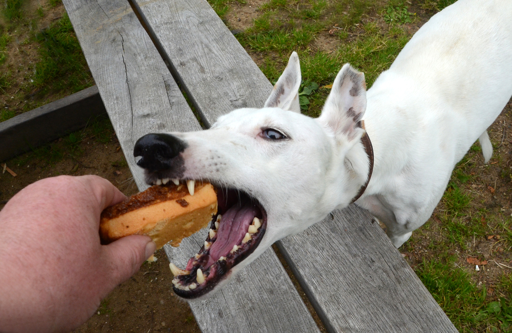 White Podenco dog takes a cake with wide open mouth. 