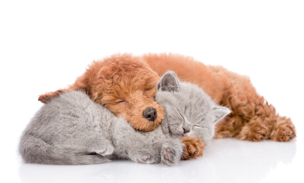 Poodle puppy and tiny kitten sleeping together. isolated on white background