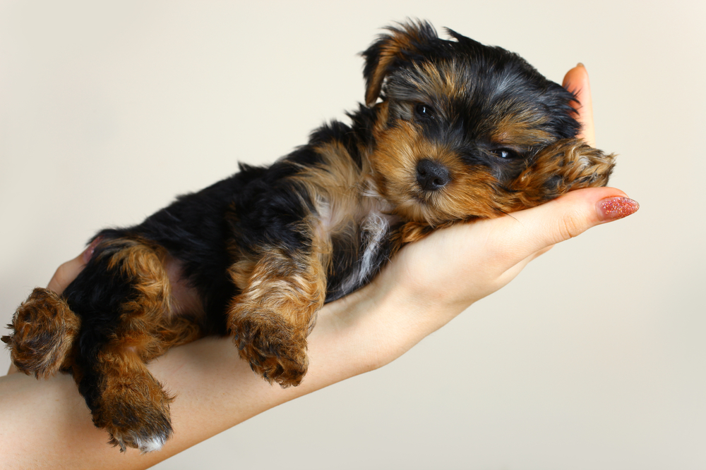 A puppy of a Yorkshire terrier lie on a womans hand.
