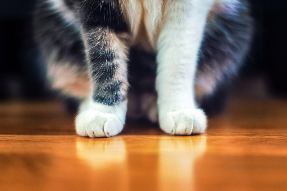 猫の足