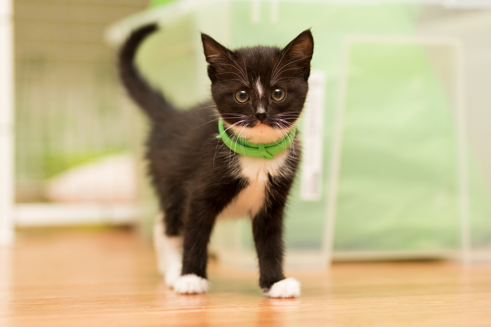 small kitten of black color with a white breast and a green collar of fleas stands on the floor