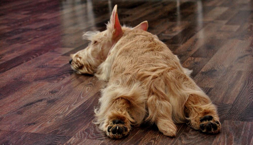 Sleeping  Scottish terrier