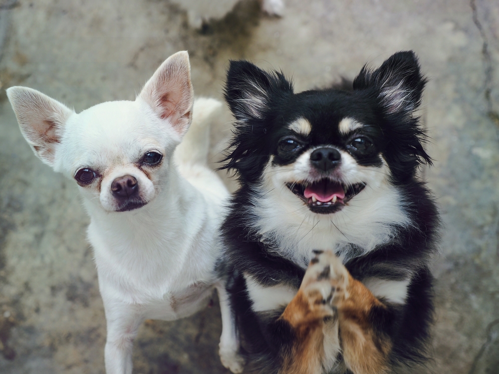 Chihuahuas of two adorable white short hair and black tan cream long hair