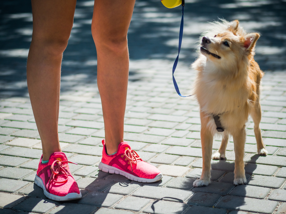 Big pomeranian spitz dog next to a girl in the street.