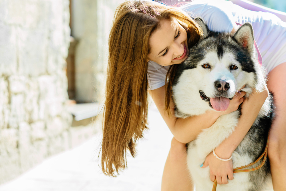 Young long hair woman hugging her dog alaskan malamute in sunny summer beautiful day. Dog with stick out tongue in hot day.