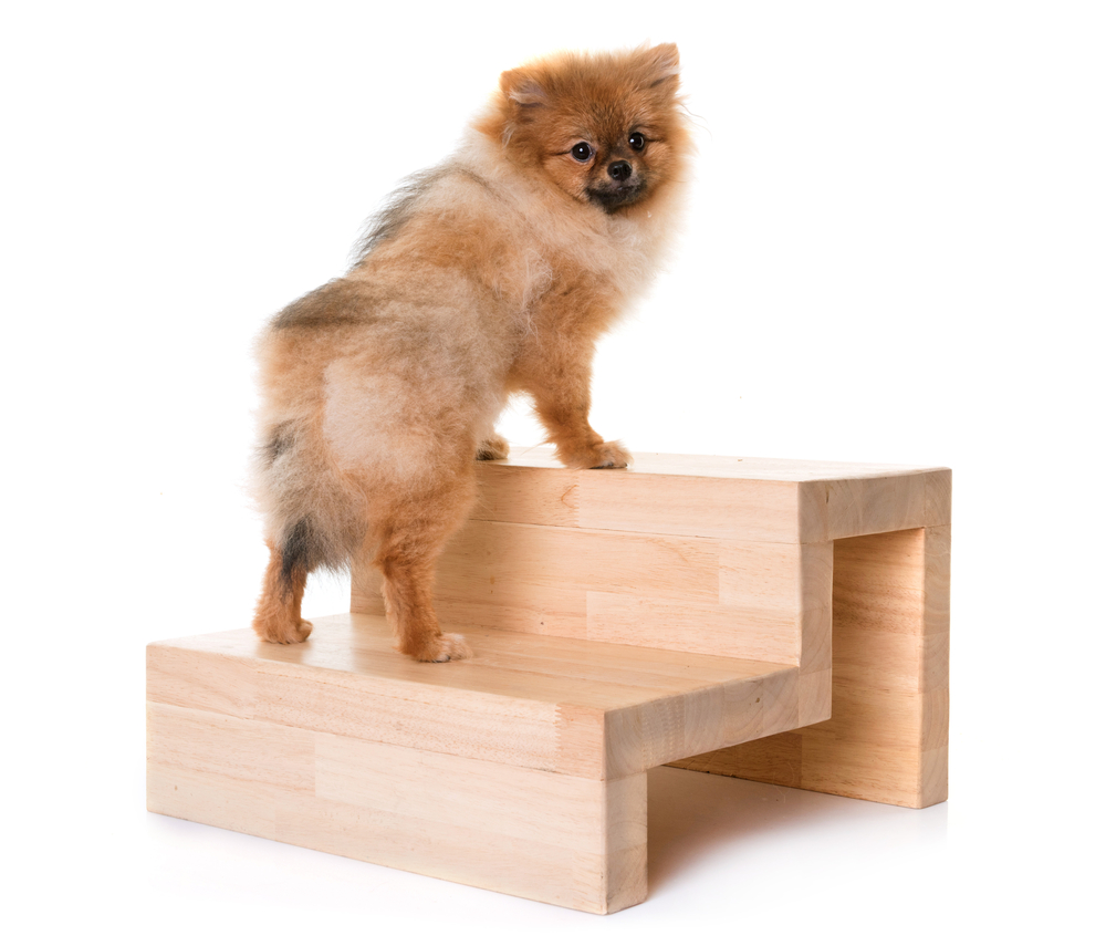 犬におすすめのドッグステップとは？犬種で選べるデザインや使用のメリットについて。