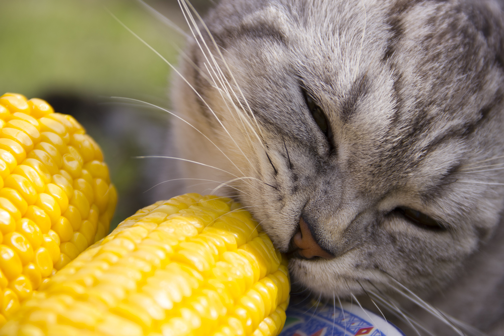 The cat is eating corn