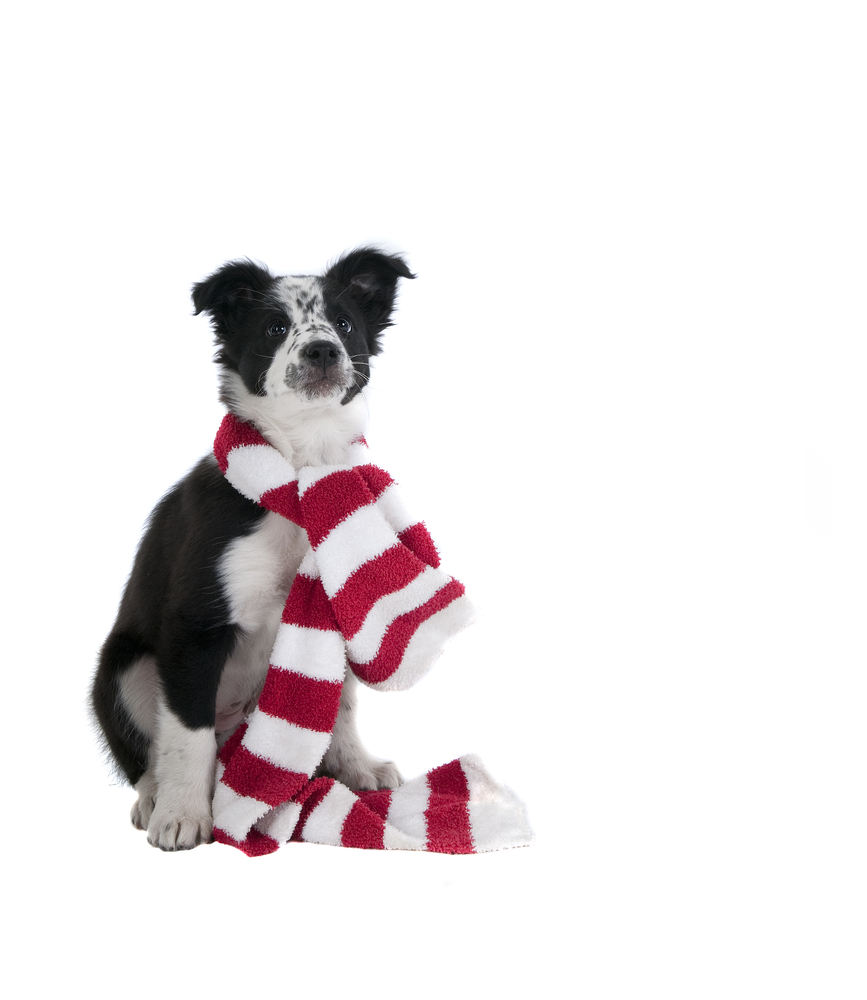Cute Black and White Border Collie Puppy Dog in Christmas Holiday scarf  isolated on white looking at camera