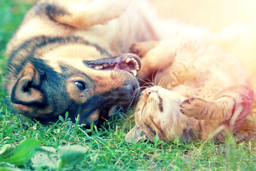 犬と遊ぶ猫