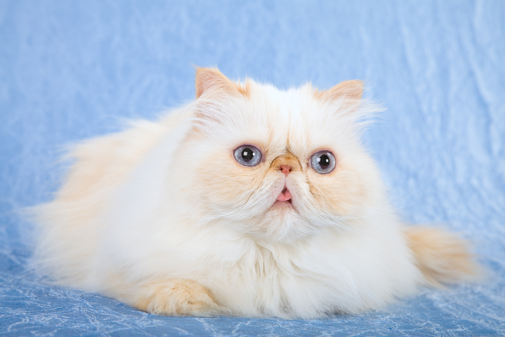 Colorpoint Persian Himalayan Himi cat on blue background