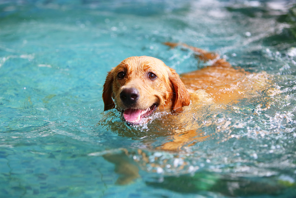 水の中で泳いでいる犬